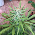 jealousy-z-xl-auto-fem-sweet-seeds.jpg