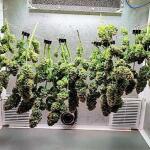 mimosa-shot-fem-herbies-seeds.jpg