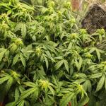 moonshine-cookies-auto-fem-7ch-american.jpg