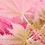 sour-jealousy-auto-fem-fastbuds.jpg
