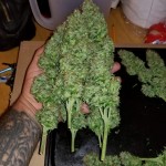 auto-glueberry-o.g.-dutch-passion.jpg