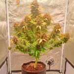 florida-sunrise-auto-fem-7ch-american.jpg