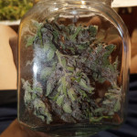 purple-lemonade-auto-fem-fastbuds.jpg