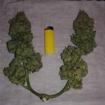 smoothie-auto-fem-fastbuds.jpg