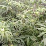 special-tangie-auto-fem-Semyanich.jpg