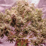 auto-orange-bud-fem-dutch-passion.jpg