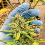 vanilla-latte-auto-fem-humboldt-seed-company.jpg