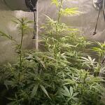whiskey-zulu-auto-fem-7ch-american.jpg