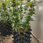 northern-lights-fem-00-seeds.jpg