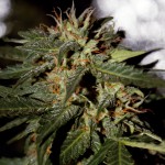 Autoflowering_White_Russian_1.jpg