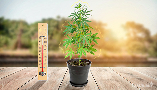 Стресс конопли от повышенной температуры