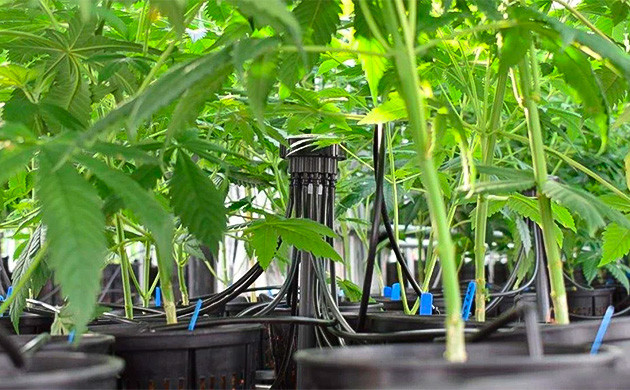 Автоматизируйте процесс выращивания Навыки автоматизации выращивания