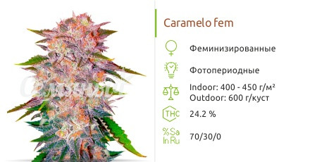 Сорт марихуаны Caramelo Caramelo от Delicious Seeds