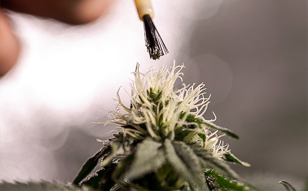 Займитесь селекцией Научитесь выводить собственные сорта конопли