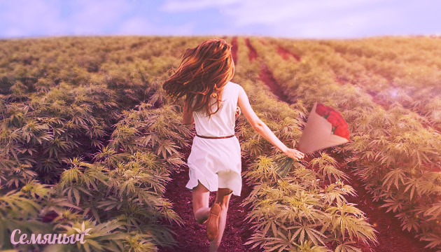 Цветущая плантация конопли