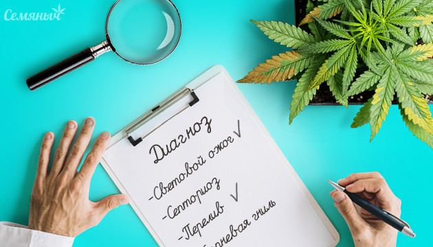 Как определить болезнь конопли по ее внешнему виду