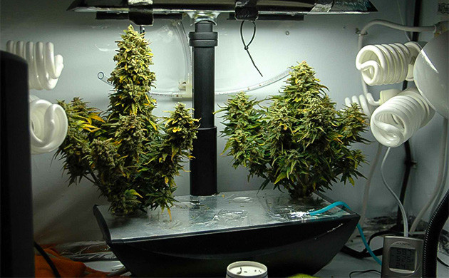 Самодельный гроубокс Соберите гроубокс своими руками