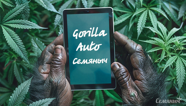 Выращивание сорта марихуаны Gorilla Auto fem от Семяныча Гроурепорт сорта конопли Gorilla Auto fem от Семяныча
