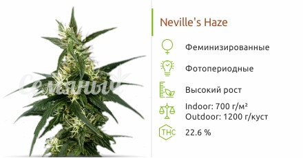 Сорт марихуаны Neville's Haze Neville's Haze от Green House Seeds