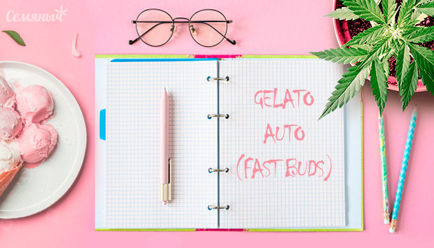 Гроурепорт сорта Gelato Auto fem от FastBuds