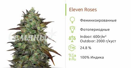 Сорт марихуаны Eleven Roses Eleven Roses от Delicious Seeds