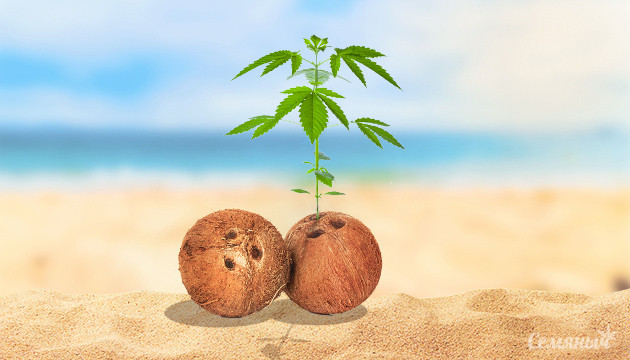 Конопля растущая в кокосе