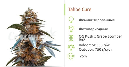 Tahoe Cure от Pyramid Seeds