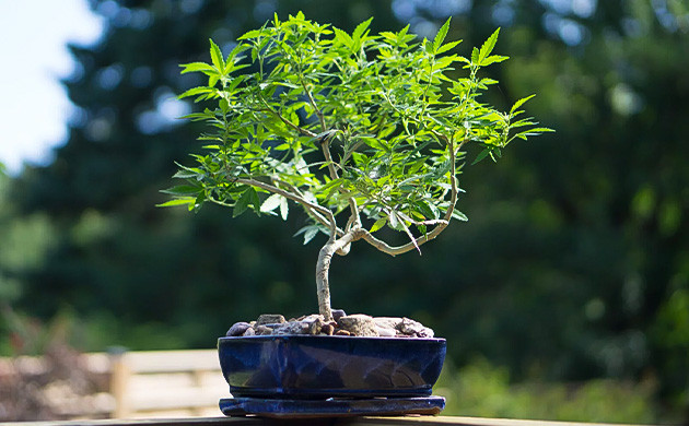 Микрогровинг или канна-бонсай Навыки выращивания декоративных кустов конопли