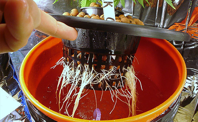 Попробуйте сменить схему выращивания Новые способы выращивания